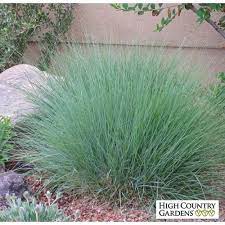 Bouteloua Gracilis Blonde Ambition High Country Gardens High Country Gardens Low Water Plants Plants