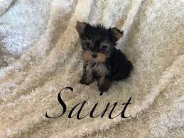 Yorkshire Terrier Puppy For Sale In Las Vegas Nv Adn 62447 On Puppyfinder Com Gender Male Age 9 Weeks Yorkshire Terrier Puppies Yorkshire Terrier Puppies