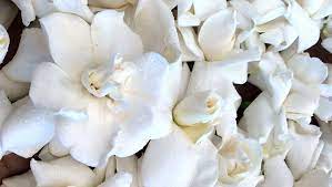High Camp Supply Luxury Flowers Flower Delivery Bloom