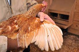 Keinginannya melonjak tetapi hatinya melarang. Carik Carik Bulu Ayam