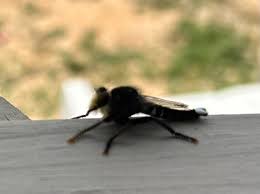 Just curious what this is... Austin TX