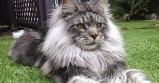 صور قطط كيوت اجمل القطط في العالم مجلة انا حواء Bad Cats Cats Animals