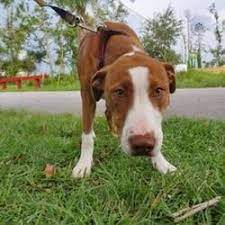 Available Pets At Humane Society Of Bay County In Panama City Florida Humane Society Animals Dogs