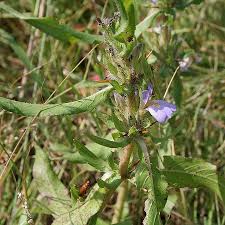 Image result for Hygrophila schulli