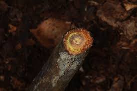 Image result for Pentadesma