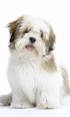 Lhasa Apso Puppies for Sale in Pennsylvania - DogsNow
