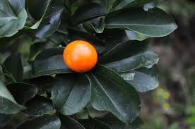 Image result for Strychnos henningsii