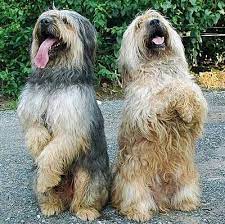 The breed is distinguishable by its luxurious coat of long, soft, shaggy hair. Korea S Ghost Dog