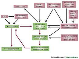 Dec 01, 2002 · abstract. Pathogenesis Of Parkinson S Disease Dopamine Vesicles And A Synuclein Nature Reviews Neuroscience