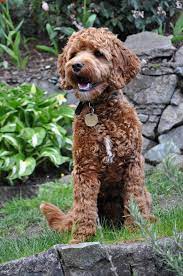 We have a handful of doodles who live with us and the rest are happily living with their forever guardian families. Salsa And Odin Puppies Available Labradoodles Of The North
