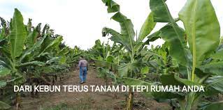 Meski begitu, keberadaan laporan tersebut bakal. Benih Pisang Online Posts Facebook