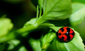 Black And White Striped Beetle Ladybugs In Colors Ladybug Cute Baby Clothes Color