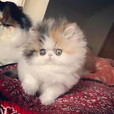 19 Persian Cat Images And Facts Persian Kittens Cats Cute Cats