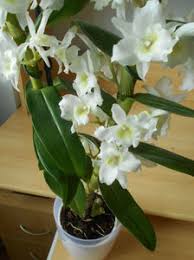 Maseaza zonele afectate de celulita cu amestecul obtinut. Orhidee Kaufland Lumea Fericirii