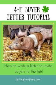 How To Write A 4 H Buyer Letter Thriving On Ordinary Animal Pen Showing Livestock 4 H