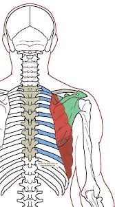 Pin On Anatomy