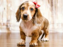 Bringing home a new puppy is a wonderful experience involving the whole family, which is why we begin dachshund puppies home is family owned and operated, which gives us the capability of maintaining the quality of our dachshund puppies for sale. Visit Our Dachshund Puppies For Sale Near Roanoke Virginia