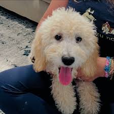 Goldendoodle balances diet and cuteness