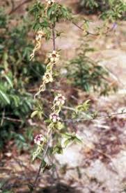 Image result for Strophanthus sarmentosus
