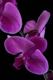 Pin By Marisol Ortiz On Flowers Flowers Flowers Pink Orchids Orchid Flower Orchids