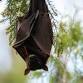 Bat Fest event image