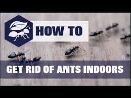 How to get rid of ants asap. Get Rid Of Ants