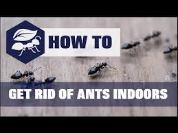 Is there anything i can use to kill them? Get Rid Of Ants