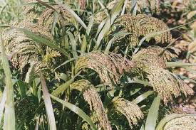 Image result for Panicum gilvum