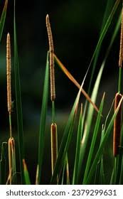 Image result for Typhaceae