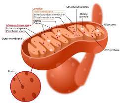 Structure Of A Mitochondrion Mitochondria Are Organelles Of The Eukaryotic Cells That Provide The Energy For The Bi Mitochondria Mitochondrial Eukaryotic Cell