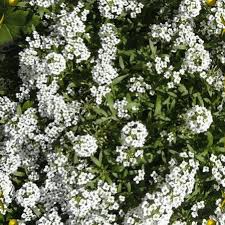 Sweet alyssum 'snow princess', alyssum maritimum 'snow princess' previous next extraordinarily heat and drought tolerant, this sweet but vigorous little plant produces a profusion of delightfully scented flowers that will quickly cover your beds and borders with a sea of white flowers that will beautifully mix with your other annuals or perennials. Sweet Alyssum Seeds Alyssum Carpet Of Snow Everwilde Farms