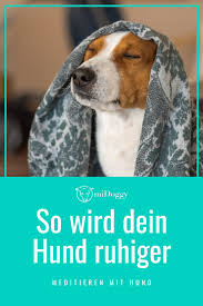 So Wird Dein Hund Ruhiger Meditieren Mit Hund Midoggy Community Hunde Korpersprache Hunde Hundetricks