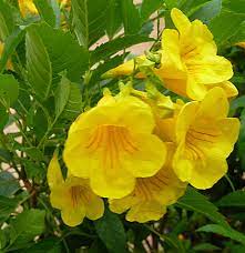 Bell vine free public domain images found: Yellow Bells Better Homes Gardens