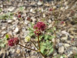 Image result for Sanicula