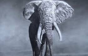 We did not find results for: Elephant Drawing With Pencil Wild Animals Drawing