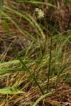 Image result for Albuca virens