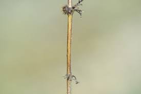 Image result for Triumfetta annua