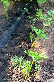 You can use it with soaker hoses, drip irrigation systems. Using A Soaker Hose To Water Your Vegetable Garden The Links Site