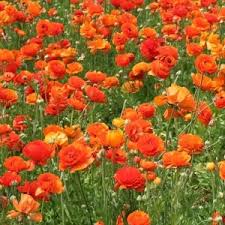 Image result for Ranunculus raeae