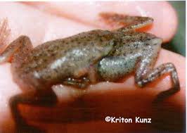Soon i will need to feed them a larger size food. African Dwarf Clawed Frogs Pipidae Org