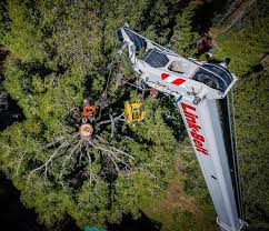 Tree limb removal costs vary, but it is usually between $50 and $75. Alpen Tree Experts