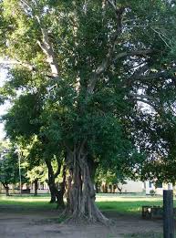 Image result for Ficus stuhlmannii