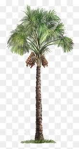 Kurma dari gurun ke tropis. 61 Tree Png Ideas In 2021 Latar Belakang Tanaman Hijau
