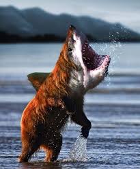 Has Science Gone Too Far Template Png Psd Photoshopped Animals Animal Mashups Shark Pictures