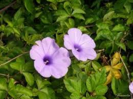 Image result for Ipomoea albivenia