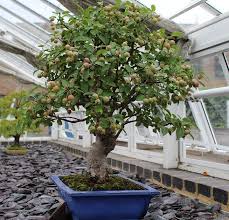 Bonsai beads beaded bonsai wire tree for sale. Bonsai Gardening Techniques Ideas Tips Gardening Tips