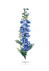 July S Larkspur Flower Watercolor Print July S Birth Etsy In 2021 Larkspur Flower Flower Prints Art July Birth Flower