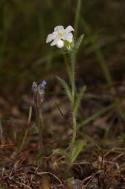 Image result for Indigofera cryptantha
