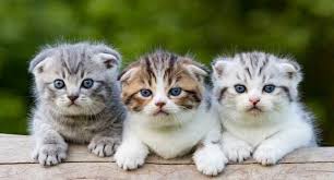 Merawat kucing persia memang mengasyikkan. Foto Kucing Anggora Lucu Dan Imut