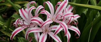 Image result for Crinum minimum